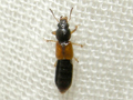 probable Bledius opacus